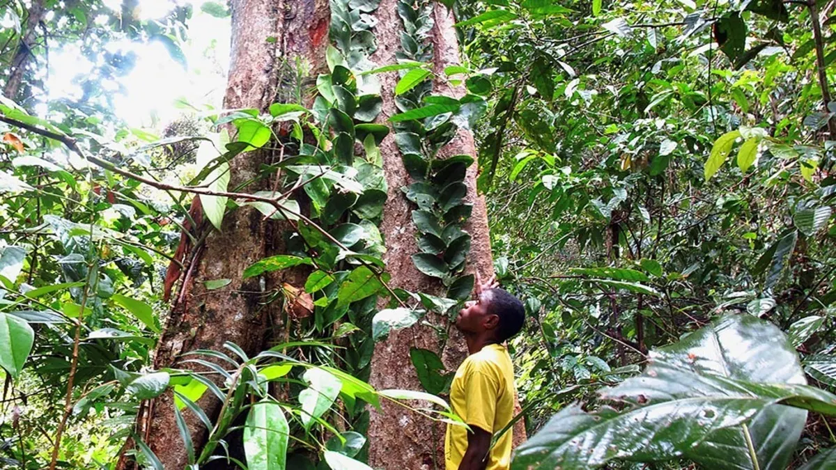Perkuat Tata Kelola Hutan Nasional: Pemerintah Godok Revisi UU Kehutanan