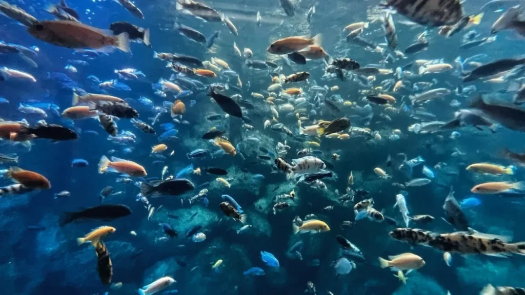 apa-jadinya-jika-tidak-ada-ikan-di-lautan
