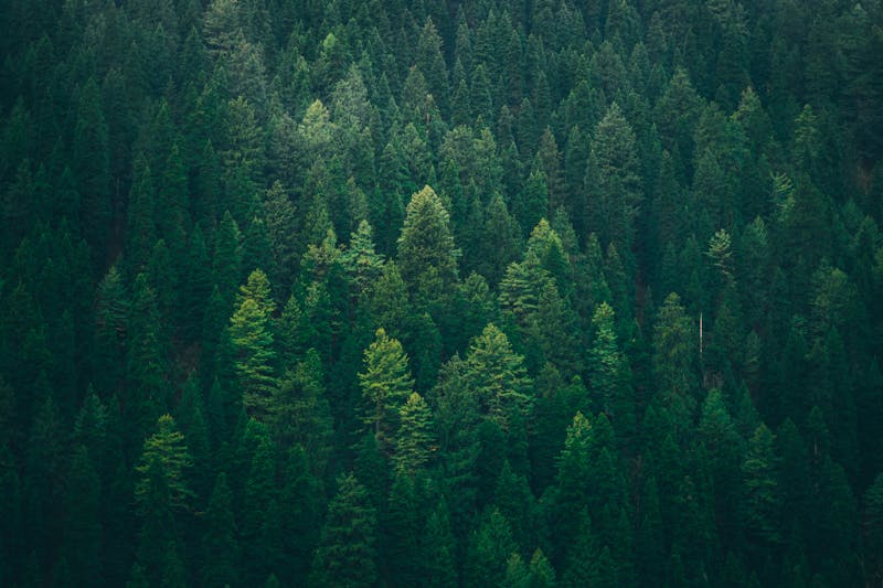 Hutan Dunia Makin Seragam, Ini Dampak Besarnya hutan-dunia-makin-seragam-dampaknya