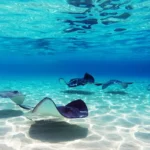 5 Ikan Raksasa yang Dilindungi di Indonesia, Wajib Tahu!