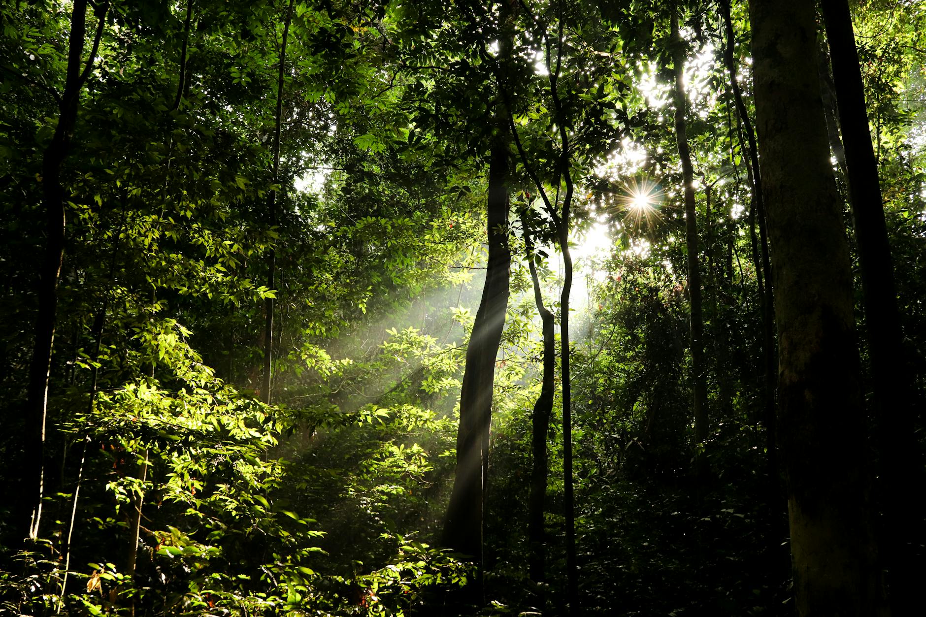 Hutan Dunia Makin Seragam, Ini Dampak Besarnya