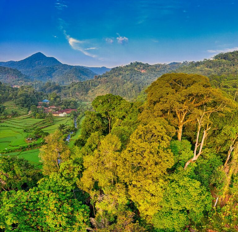 Fungsi Hutan dalam Mencegah Bencana Alam Besar: Cara Alami Menjaga Keamanan Lingkungan Anda