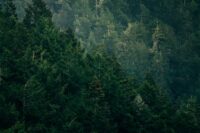 Rahasia Terungkap! Cara Konservasi Hutan yang Bikin Lingkungan Lebih Hijau dalam 30 Hari