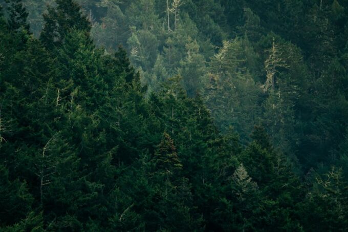 Rahasia Terungkap! Cara Konservasi Hutan yang Bikin Lingkungan Lebih Hijau dalam 30 Hari
