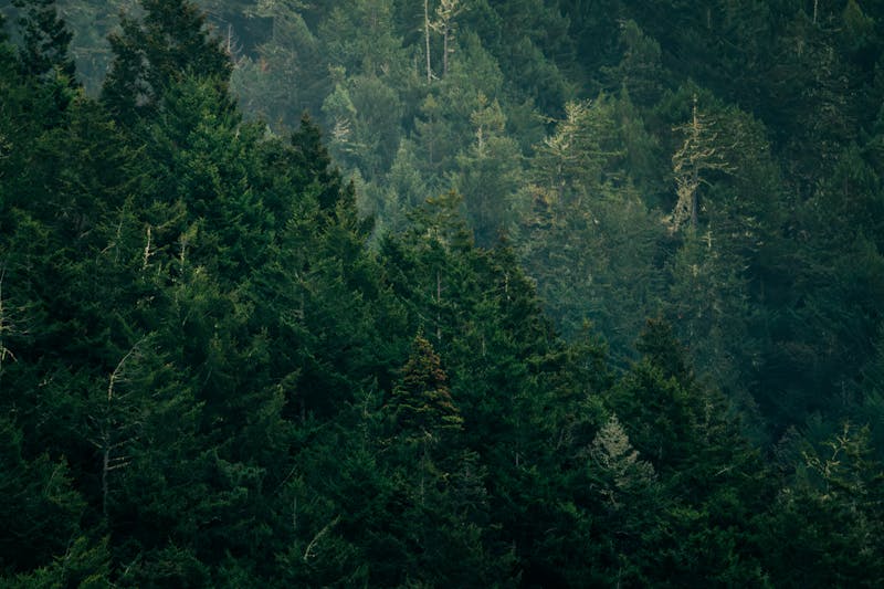Rahasia Terungkap! Cara Konservasi Hutan yang Bikin Lingkungan Lebih Hijau dalam 30 Hari