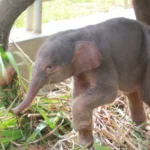 Bayi Gajah Sumatera Lahir di Lembah Hijau Lampung, Sukseskan Konservasi Eksitu