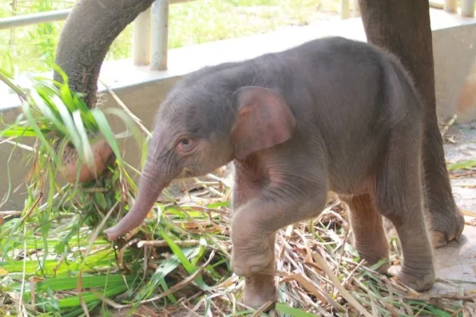 Bayi Gajah Sumatera Lahir di Lembah Hijau Lampung, Sukseskan Konservasi Eksitu