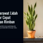 Panduan Merawat Lidah Mertua agar Cepat Bertunas dan Rimbun