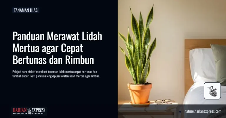 Panduan Merawat Lidah Mertua agar Cepat Bertunas dan Rimbun