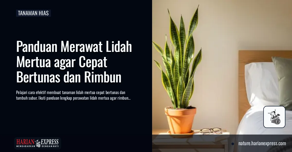Panduan Merawat Lidah Mertua agar Cepat Bertunas dan Rimbun